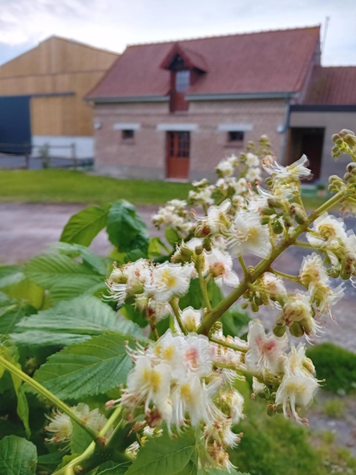 Gite Ferme Du Marronnier Derchigny Eksteriør billede